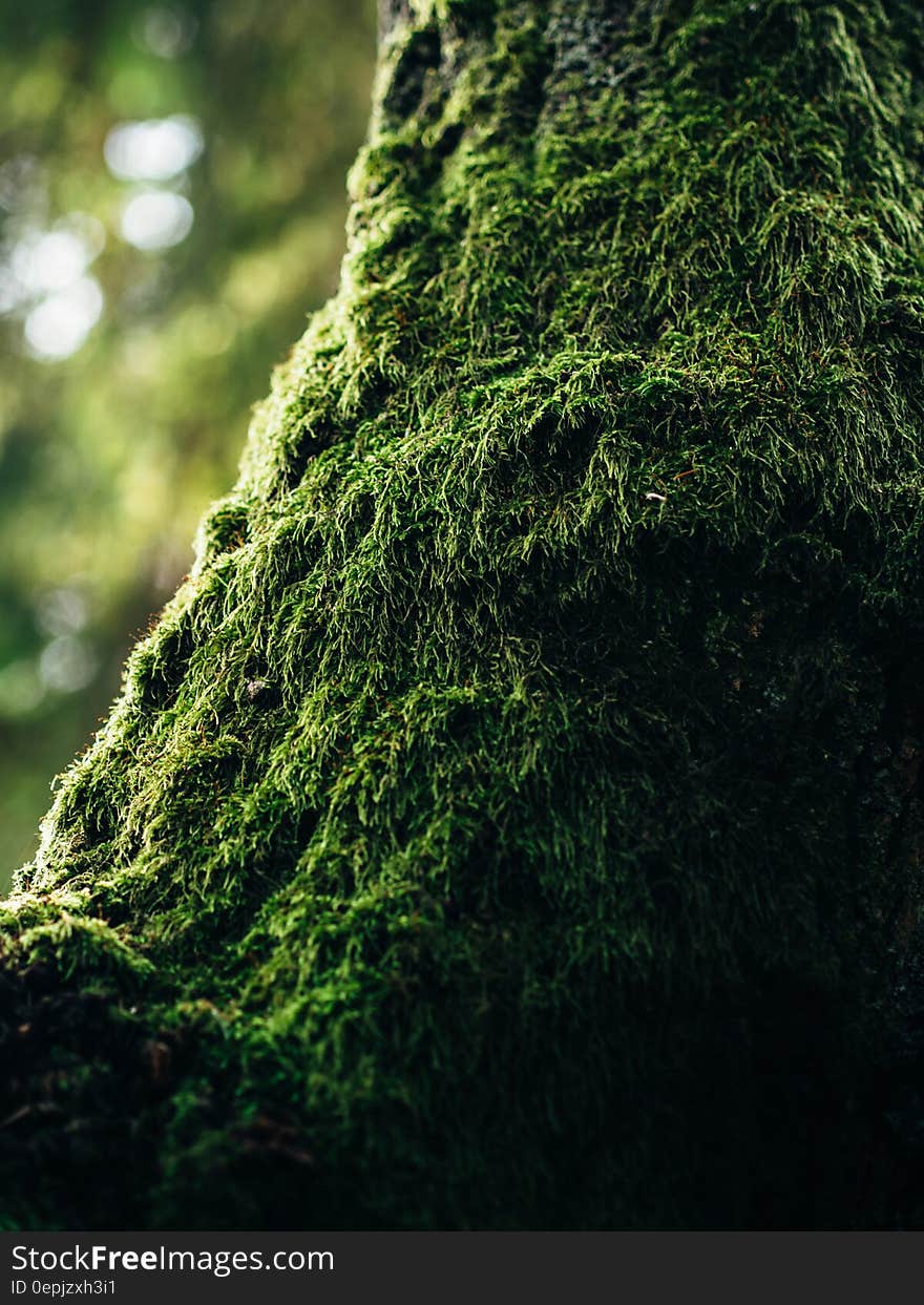 Green Moss in Tilt Photography