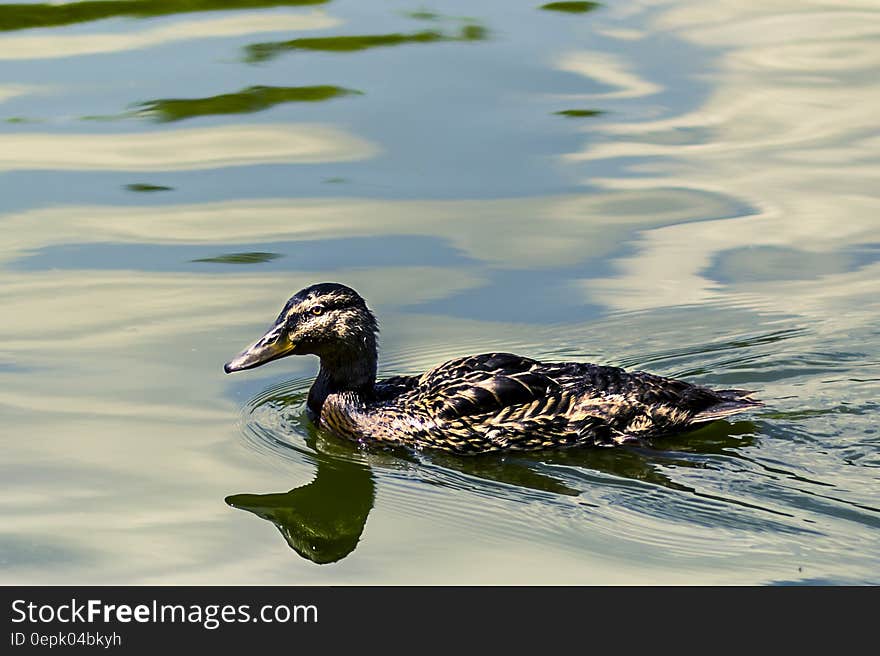 Black Duck