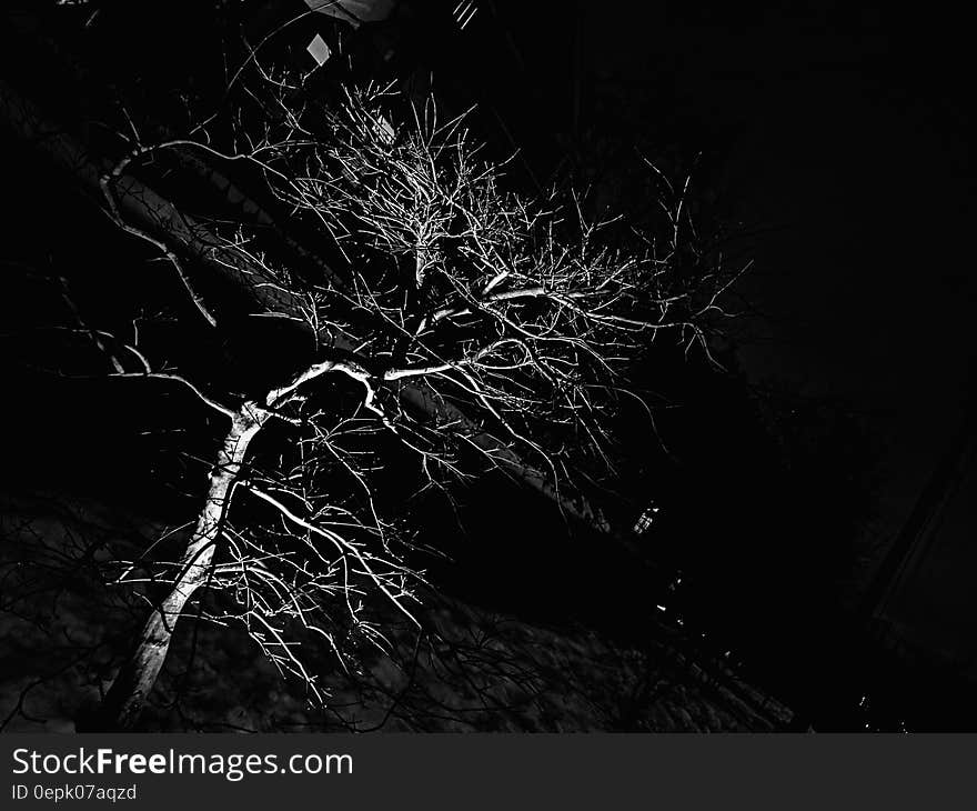 Illuminated branches on bare tree at night in black and white. Illuminated branches on bare tree at night in black and white.