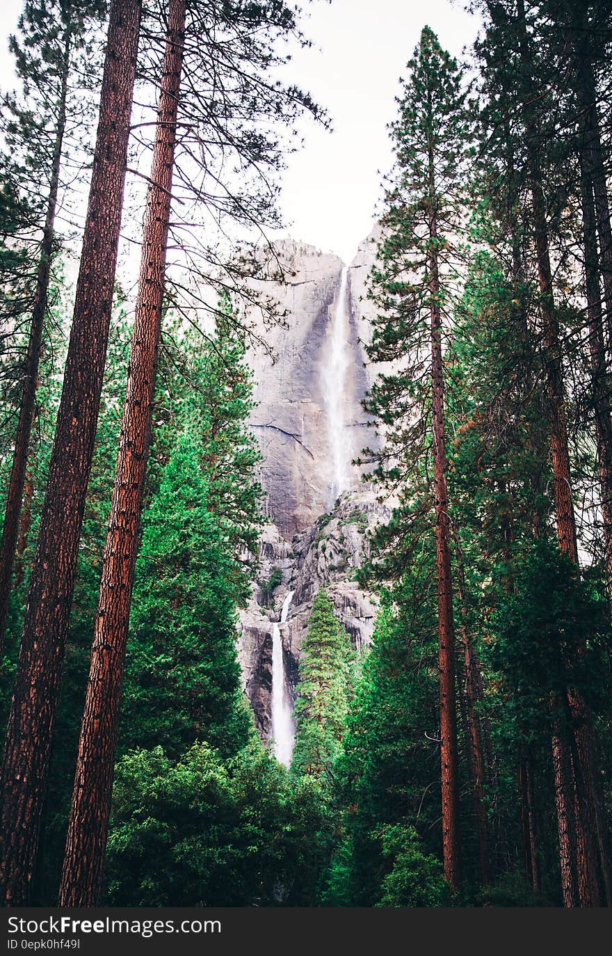 Landscape Photography of Green Trees and Water Falls