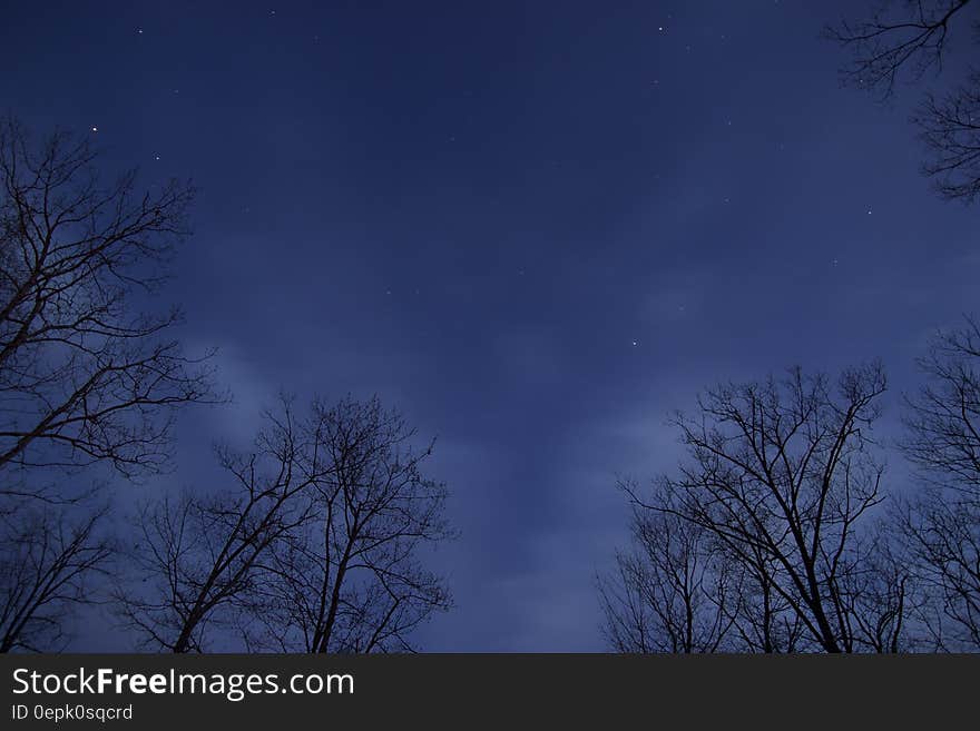 Stars in blue skies at night along tree tops. Stars in blue skies at night along tree tops.