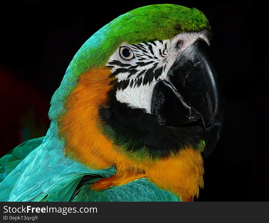 Green Black White Yellow and Teal Parrot