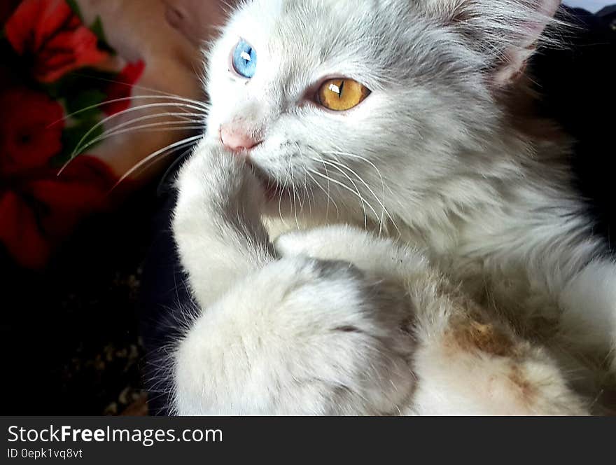 White Blue and Orange Eyed Cat