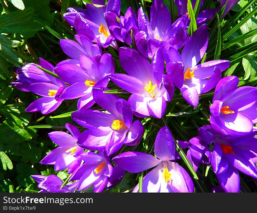 Purple Petaled Flower