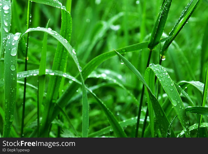 Close up of dew drops on blades of green grass. Close up of dew drops on blades of green grass.