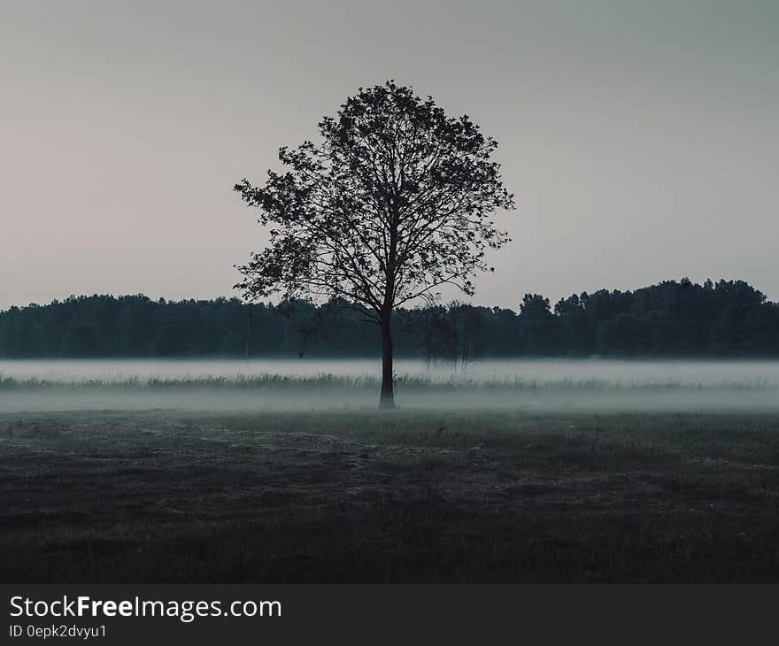 Scenic view of a lone tree in a misty landscape.