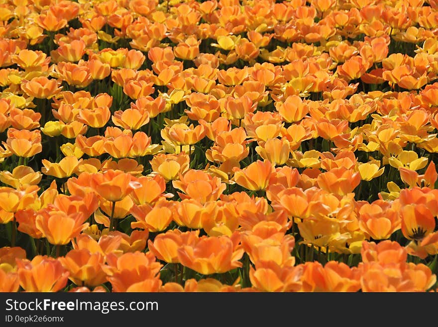 Orange and Yellow Petaled Flowers