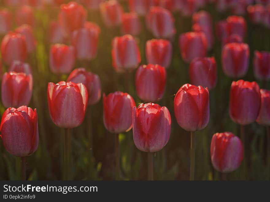 Red Flowers during Sunset