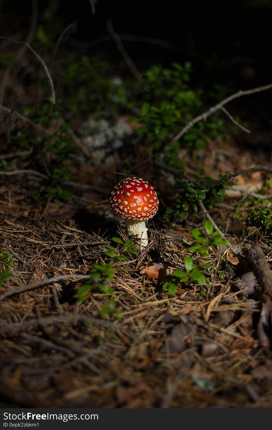 White and Red Mushroom on Brown Floor