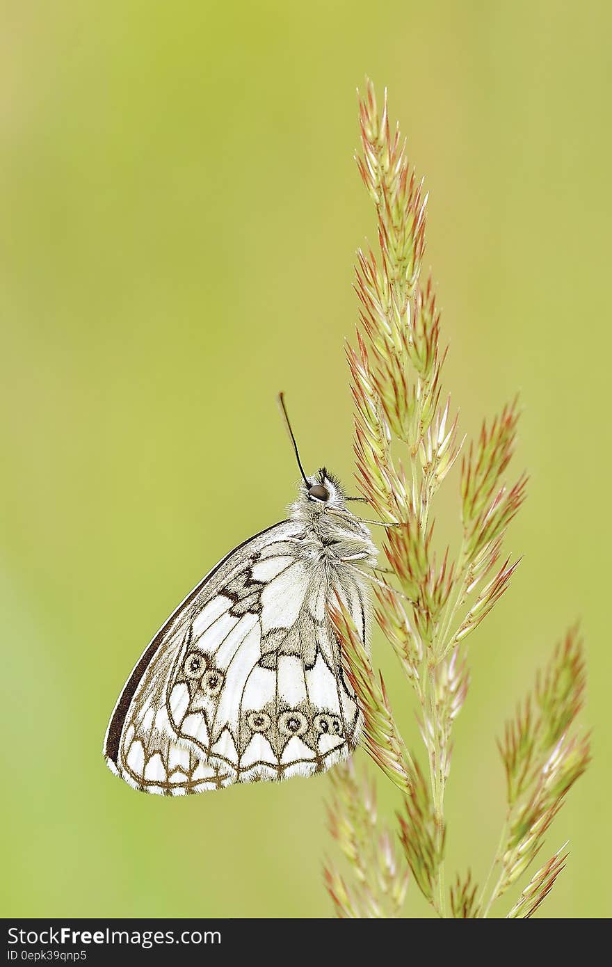 White and Brown Butterfly on Green and Pink Leaf Plant