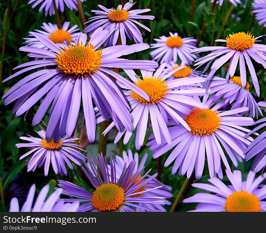 Purple Petal Flower