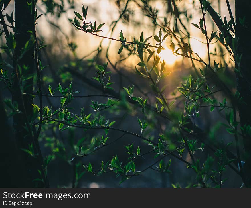 Scenic view of sun shining through green leaves on trees in forest. Scenic view of sun shining through green leaves on trees in forest.