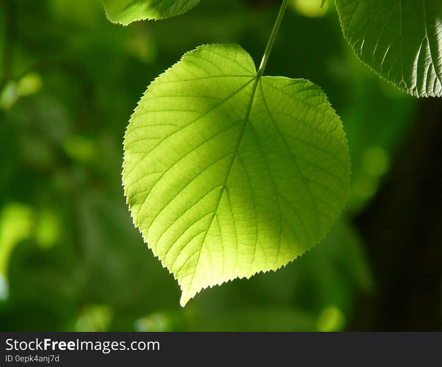 Green Leaf Plant