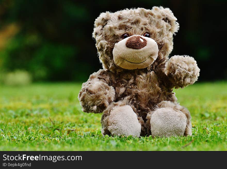 Brown Teddy Bear Sitting on Grass