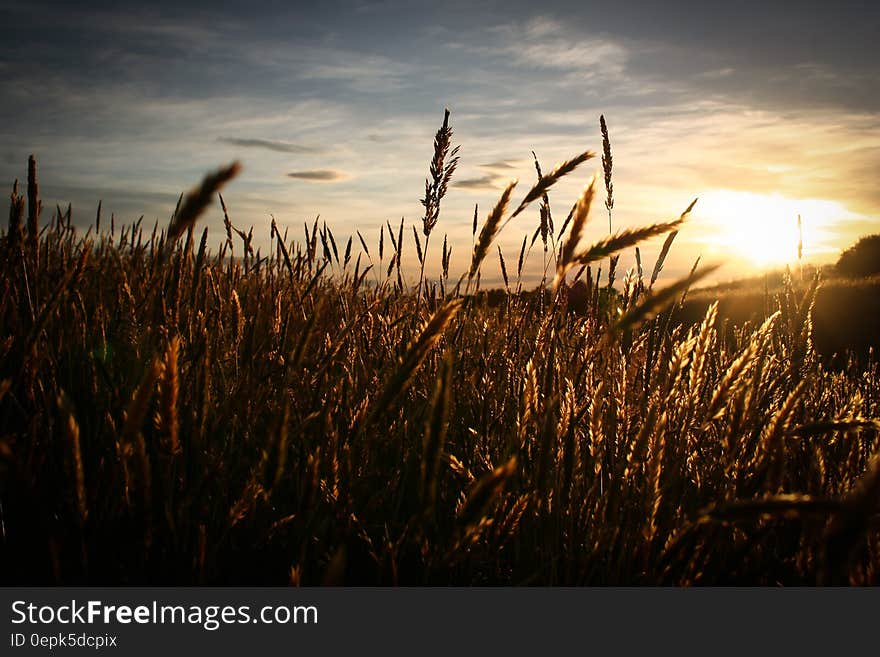 Close Up Image of Brown Grass over Clear Sky