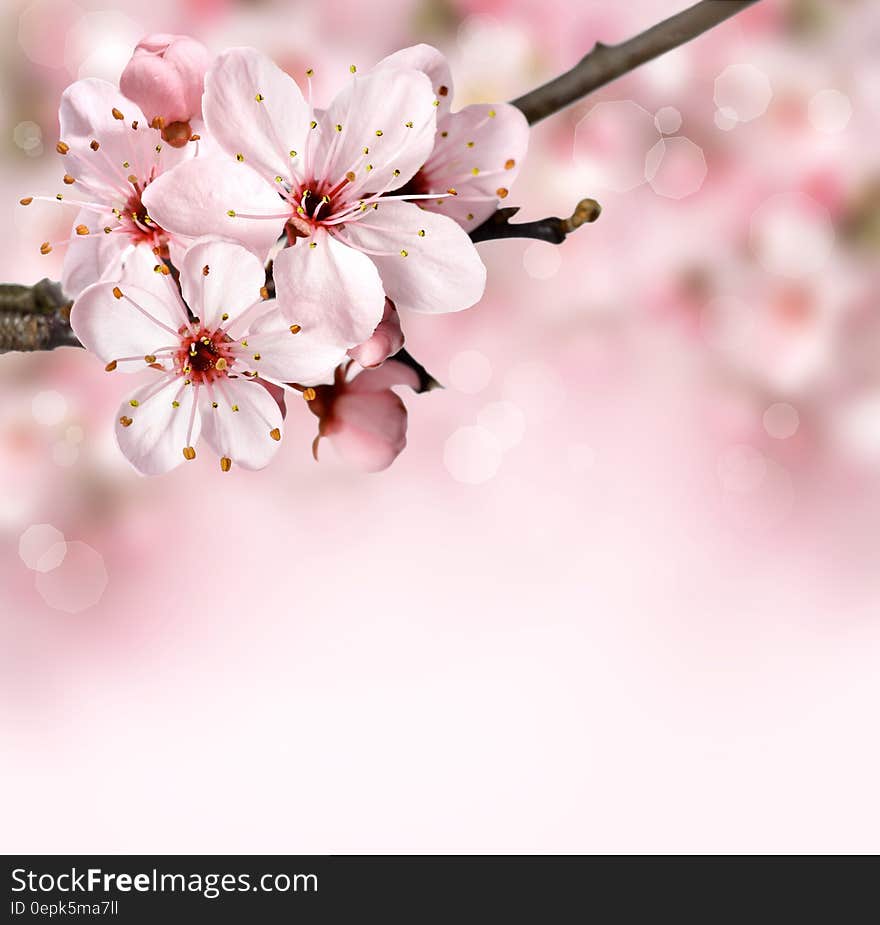 Pink Petal Flower