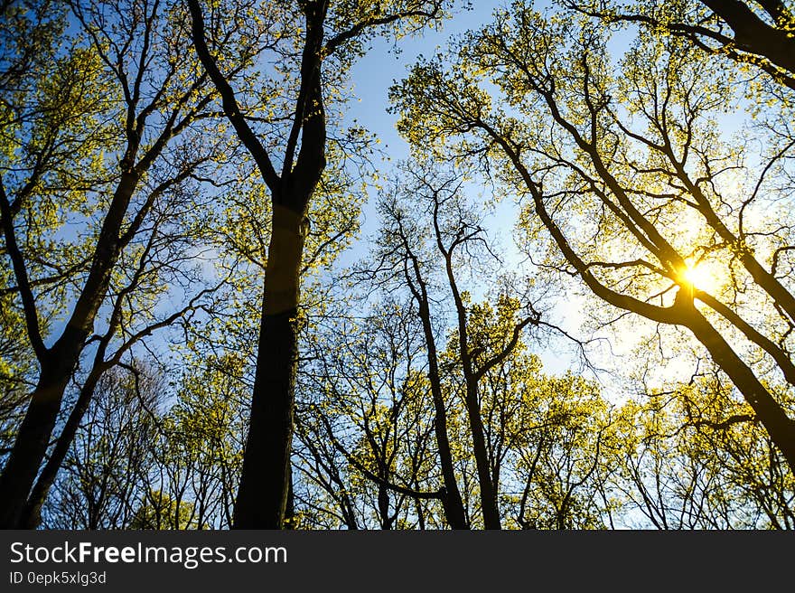 Thin Trees With Small Green Leaves