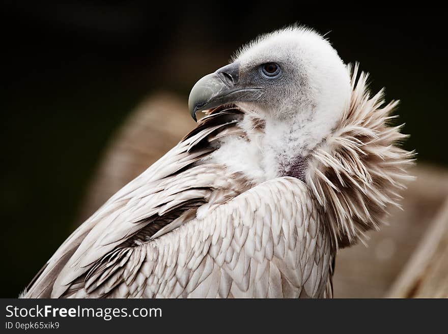 White and Brown Bird