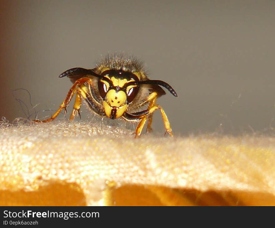 Yellow and Black Beeon Orange Textile