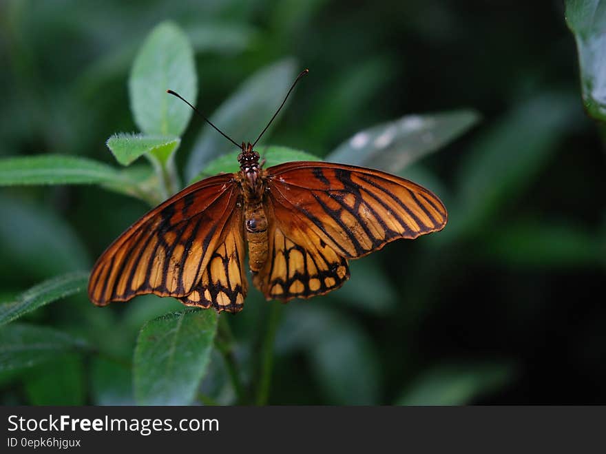 Brown and Black Butterfly on Green Plant during Daytime