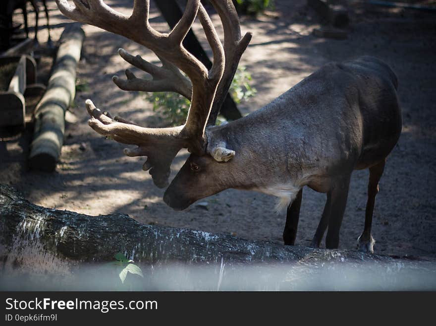 A reindeer with large antlers in a holding pen. A reindeer with large antlers in a holding pen.