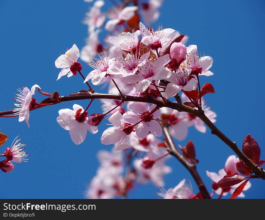 Photo of Cherry Blossom