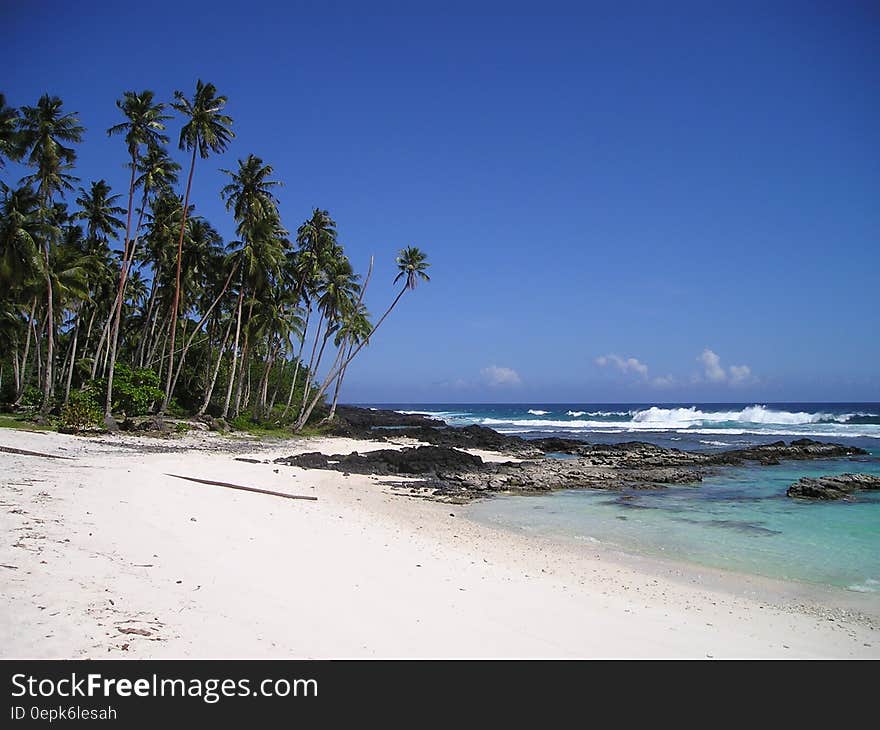 Green Palm Tree Near Beach Under Clear Blue Sky