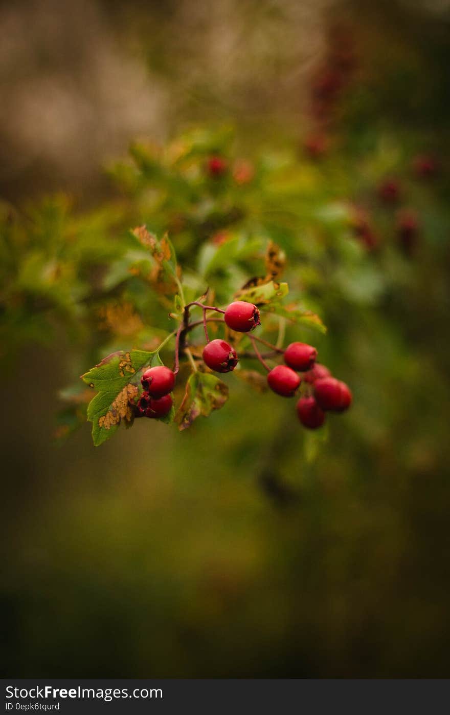 Red Flower Buds during Daytime