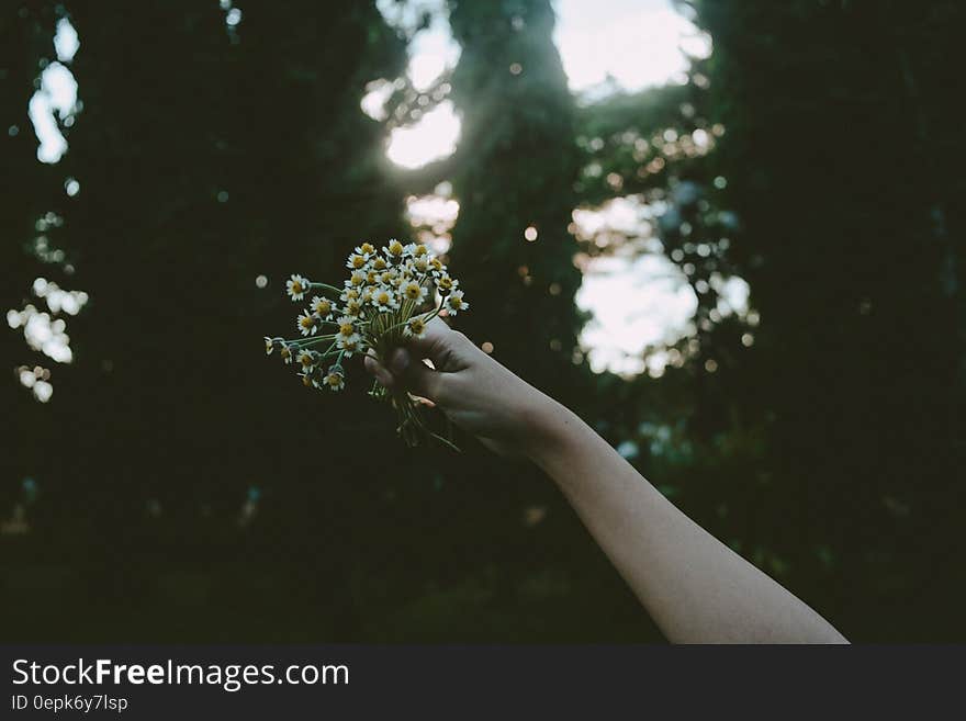 Person Holding Yellow Petal Flower during Daytime