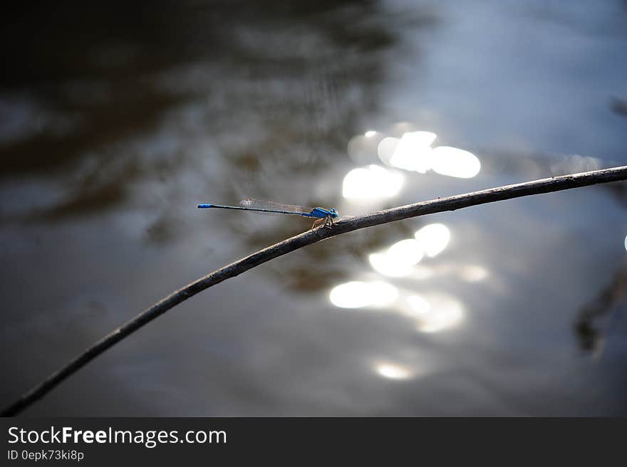 Blue Dragonfly Perch on Tree Branch