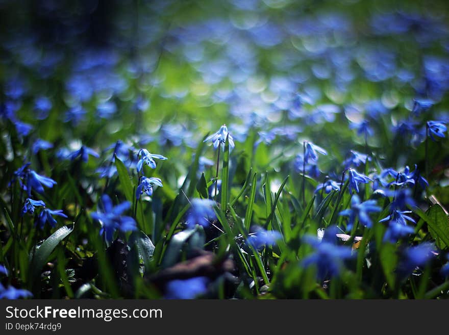 Close Up Photo of Blue Petaled Flower during Daytime