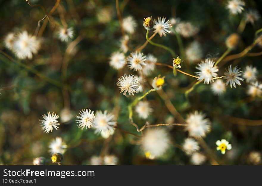 White Dandelion Flower