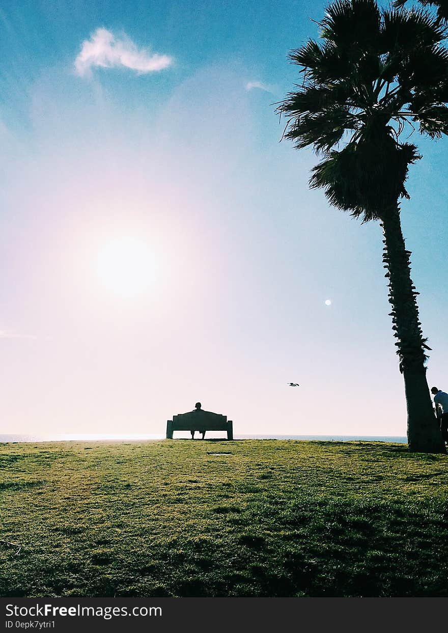 Man Sitting on a Bench Under a Bright Sky Beside a Coconut Tree