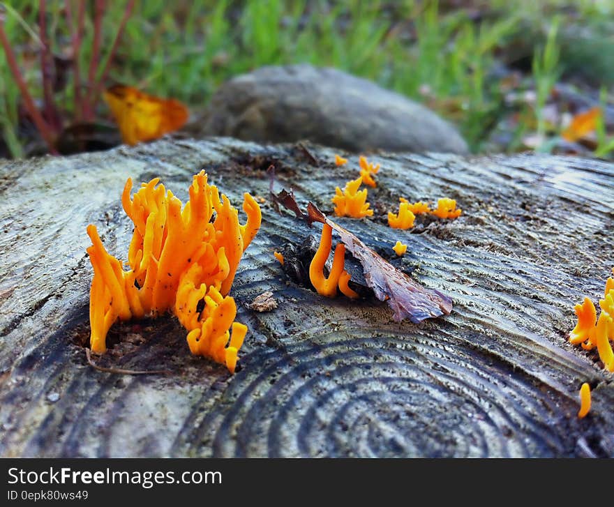 Orange Moss on Black Wood