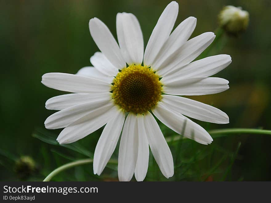 Close Up Photo White Petaled Flower