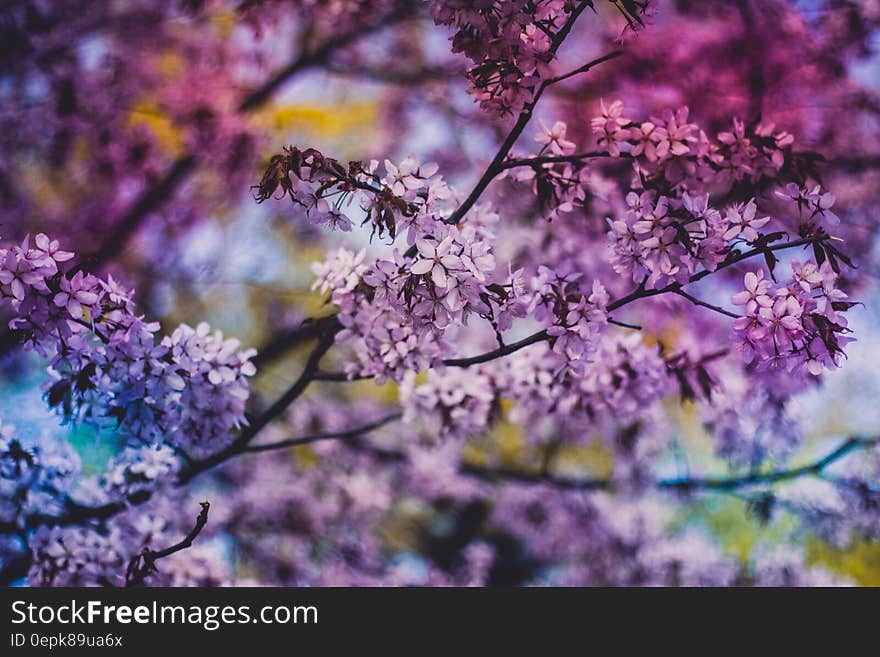 Close Photo of Purple Petaled Flower during Daytime