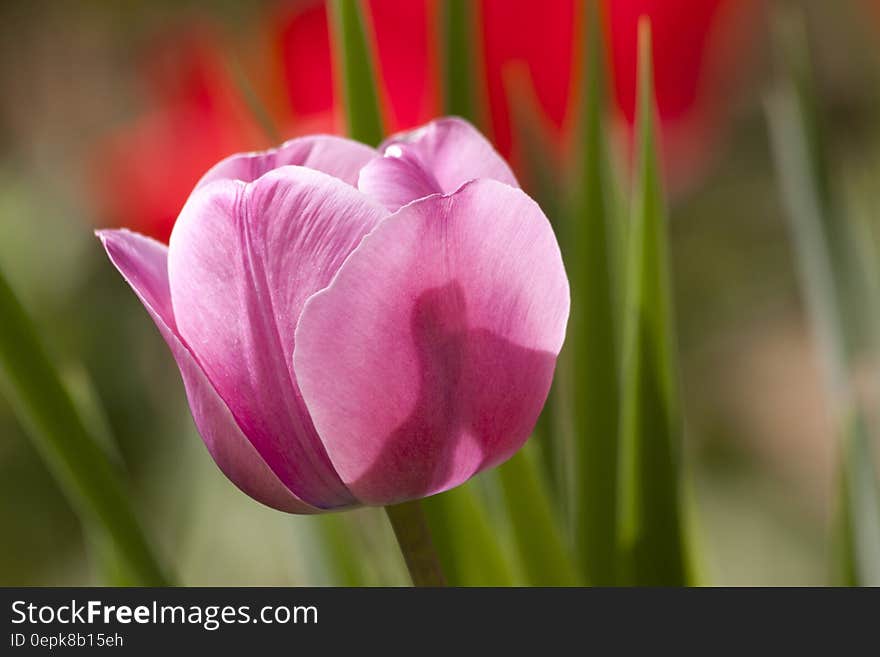 Macro Shot Image of Pink Flowr