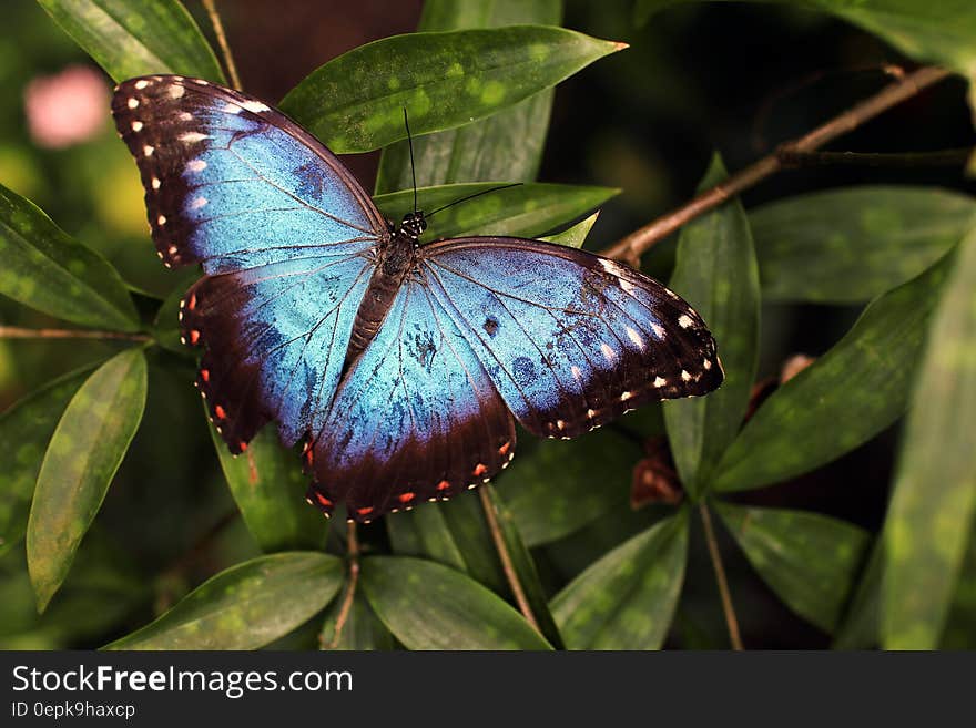 Blue and Black Butterfly on Green Leaves