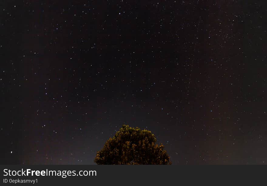 Treetop against night sky with stars. Treetop against night sky with stars.