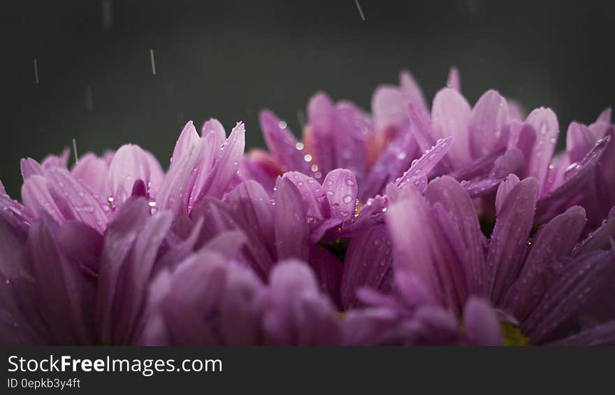 Purple Flower With Rain Drops