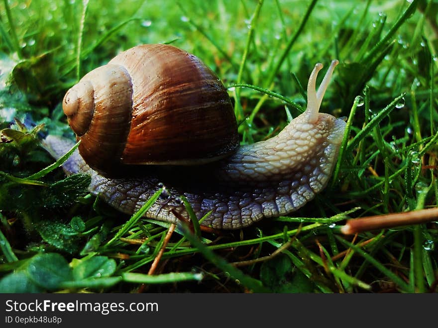 Brown Snail on Green Grass at Daytime