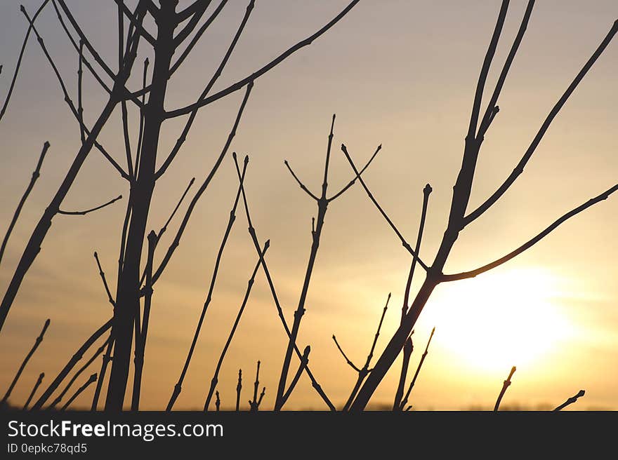 Silhouette of bare branches against sunset in skies.