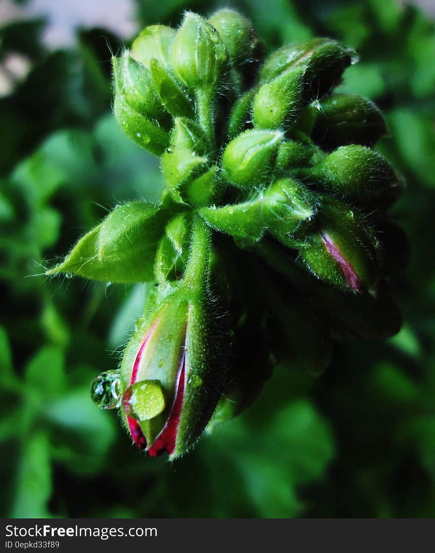 Green and Purple Plant