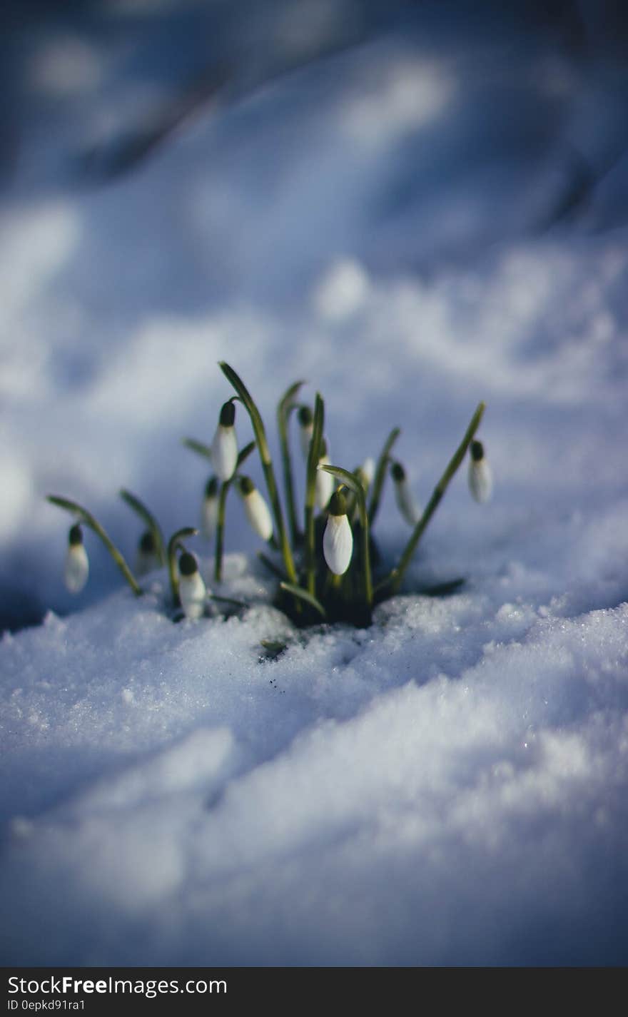 White Petaled Flower on Snow Surface