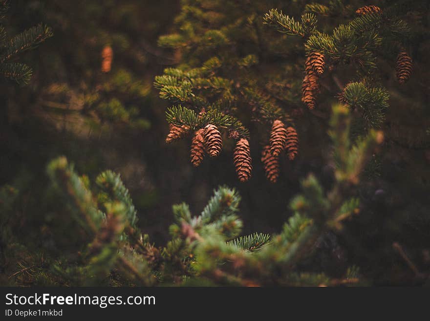 Brown Pine Cones on Green Trees