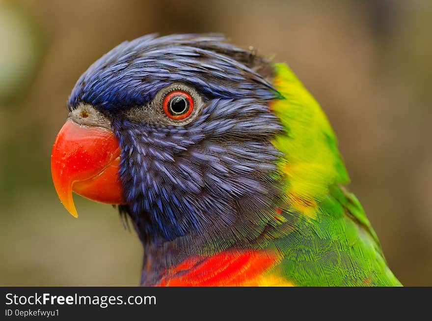 Close up profile portrait of parrot.