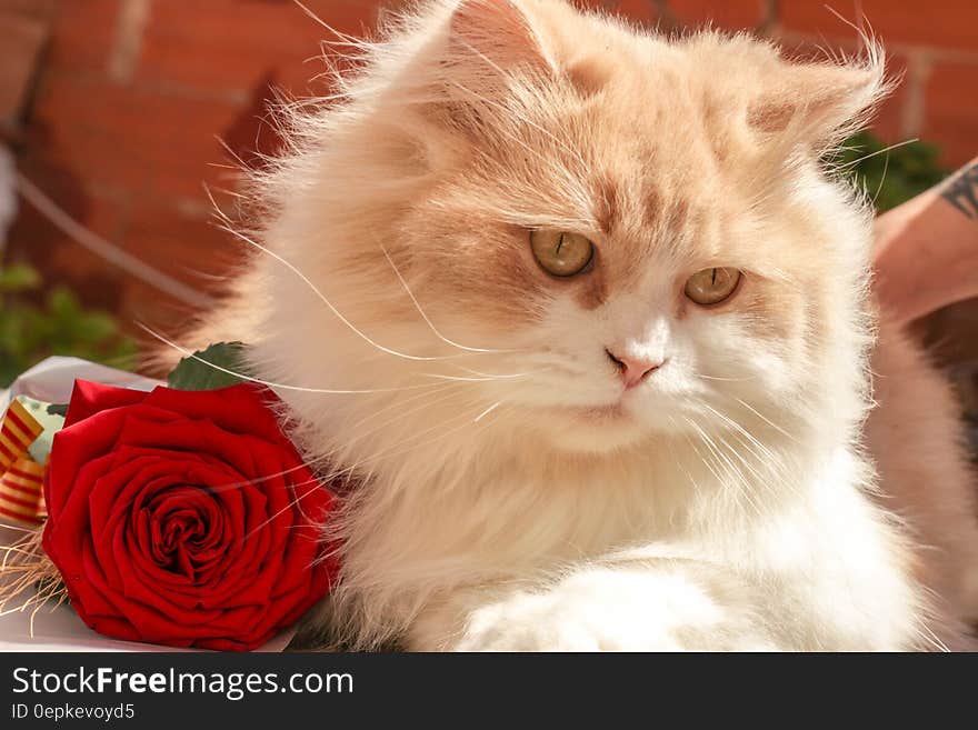 White and Beige Persian Cat Beside Red Rose