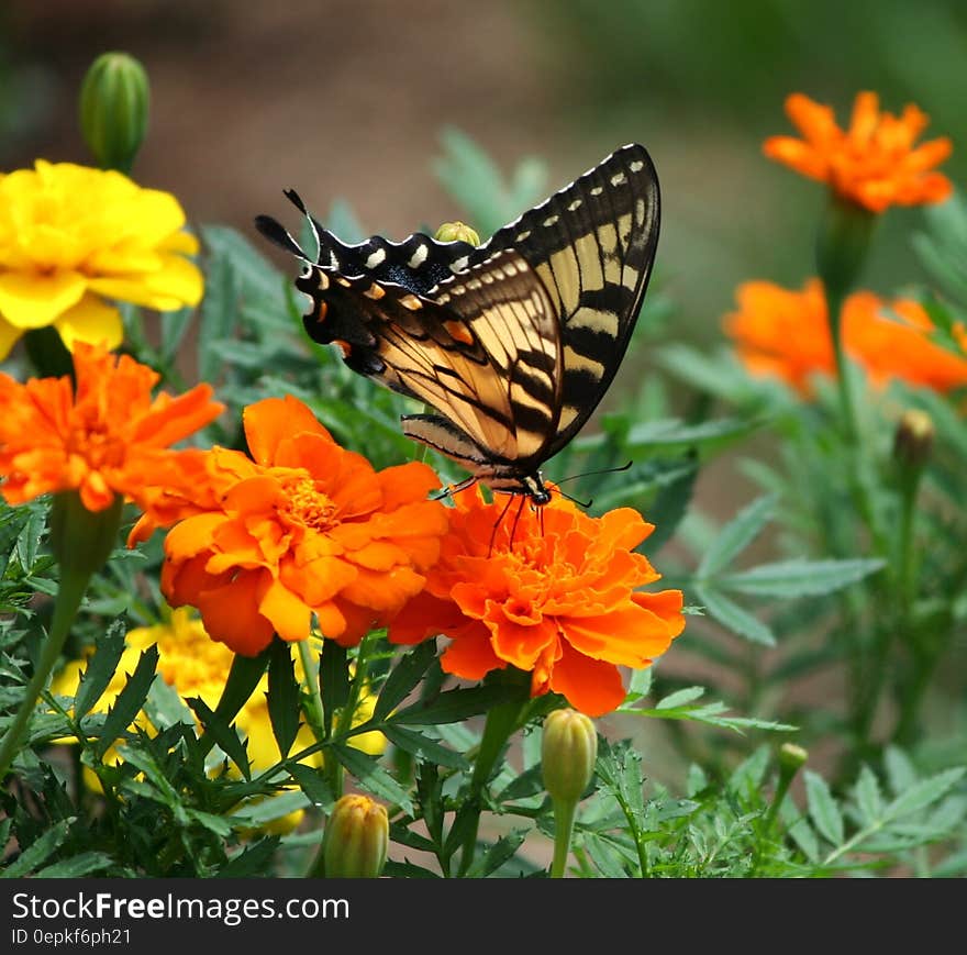 Black and Brown Butterfly on Top of Orange Flower