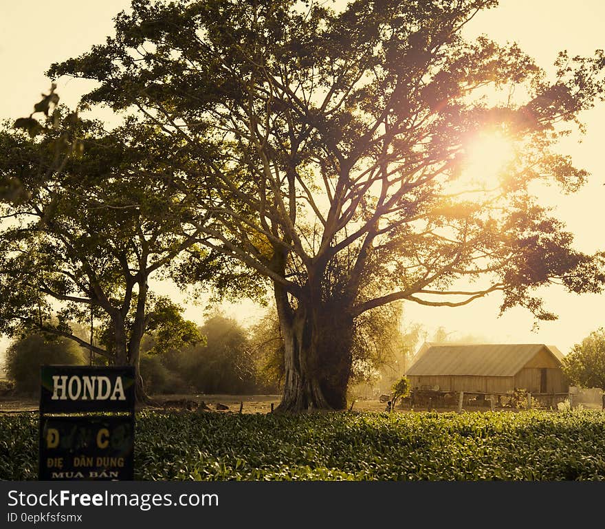 Brown and Green Trees