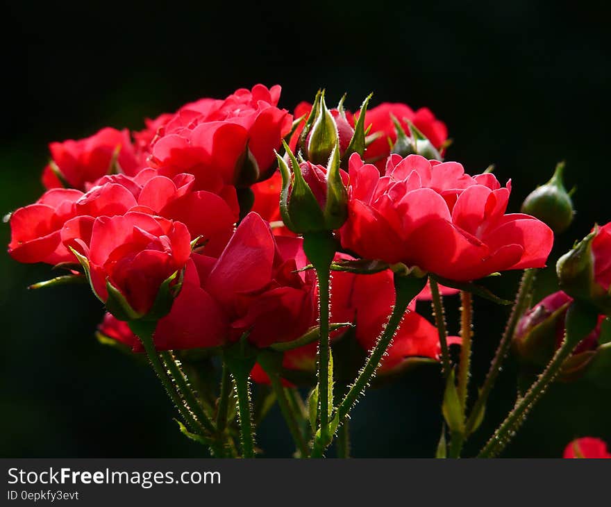 Red Roses Close Up Photography